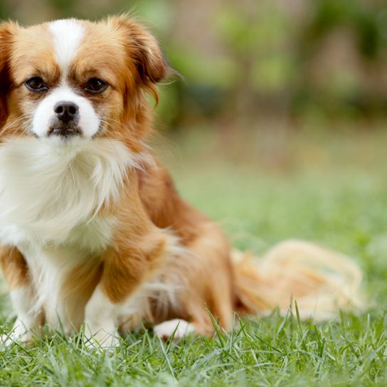 pequeño perro blanco marrón que se parece a un Kooiker o Duck Tolling Retriever pero en pequeño, perro con hocico corto, cría de tortura, Pekignese también puede ser llamado Pekinese y es muy pequeño