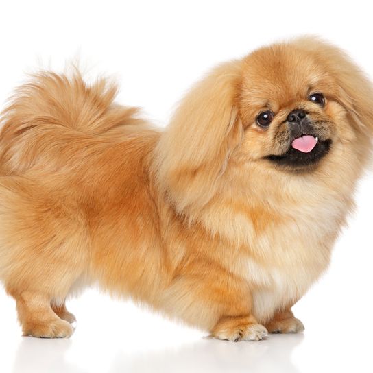 pequeño perro rubio que parece un perro chihuahua pero es un pequinés, el perro pequinés con el hocico muy corto suele tener una pre-mordida y maloclusión de los dientes