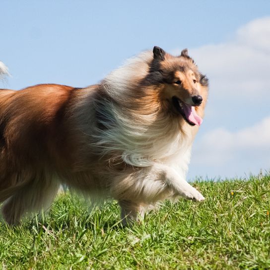 Collie de pelo largo corriendo sobre un prado y su pelo largo por el viento, Un perro marrón blanco de tamaño medio con las orejas paradas y el hocico muy largo