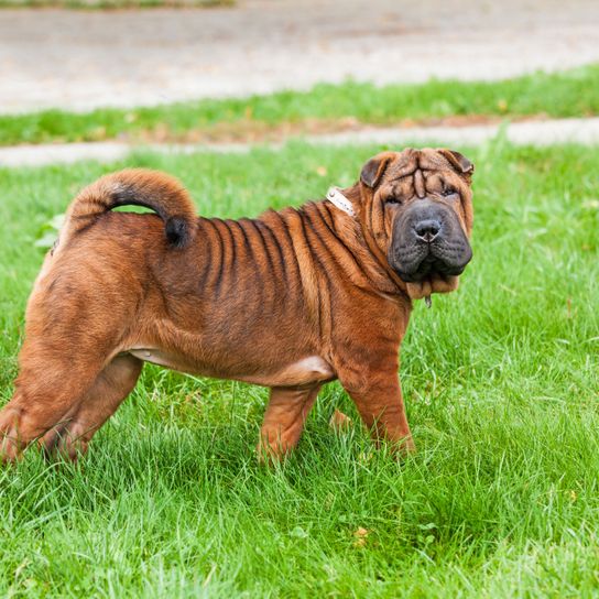 Perro, mamífero, vertebrado, Canidae, raza de perro, Shar pei, Ori-pei, carnívoro, grupo no deportivo, perro de compañía, perro arrugado con cola enroscada, perro feo