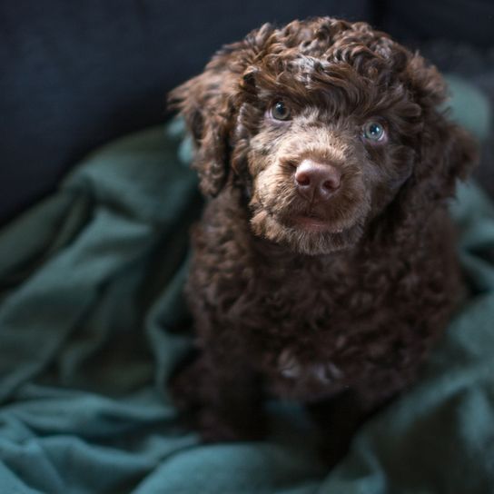 Cachorro de perro de agua portugués en color marrón, perro rizado, perro con rizos, perro parecido al caniche, raza de perro Barack Obama, perro con alergia