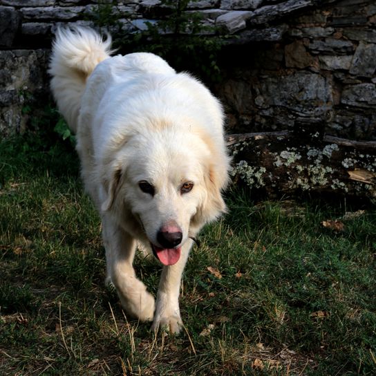 El perro de montaña de los Pirineos llamado Patou camina por un prado y parece un golden retriever, un pastor francés, un perro de pastoreo