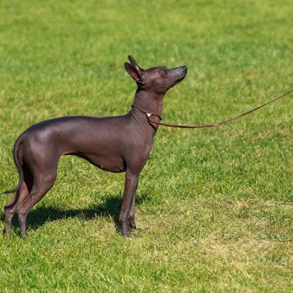 Perro sin pelo peruano sobre hierba