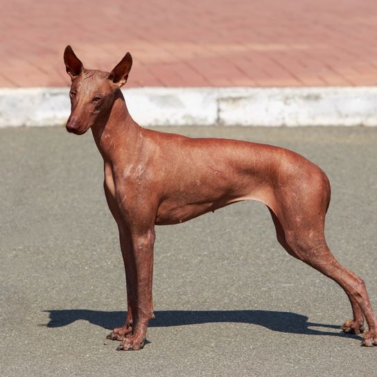 Perro desnudo peruano moreno en la calle