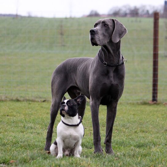 Comparación del mastín gris con el bulldog francés, bulldog francés blanco y negro, perro, mamífero, vertebrado, raza de perro, Canidae, carnívoro, gran danés, perro guardián, perro de trabajo, grupo no deportivo,