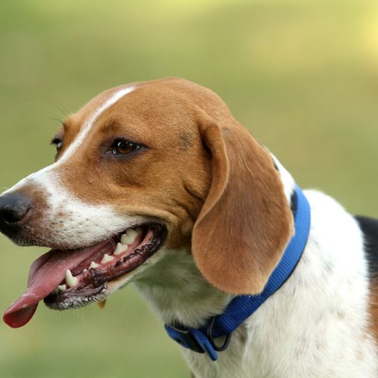 Temperamento del perro Harrier y descripción de la raza, perro tricolor, similar al Beagle pero más grande