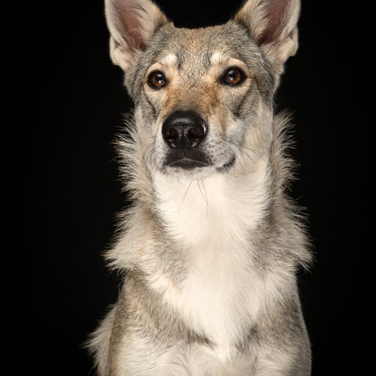 Tamaskan Husky o también llamado Tamaskan Wolfhound, perro parecido al lobo, raza canina de color gris pardo con orejas puntiagudas
