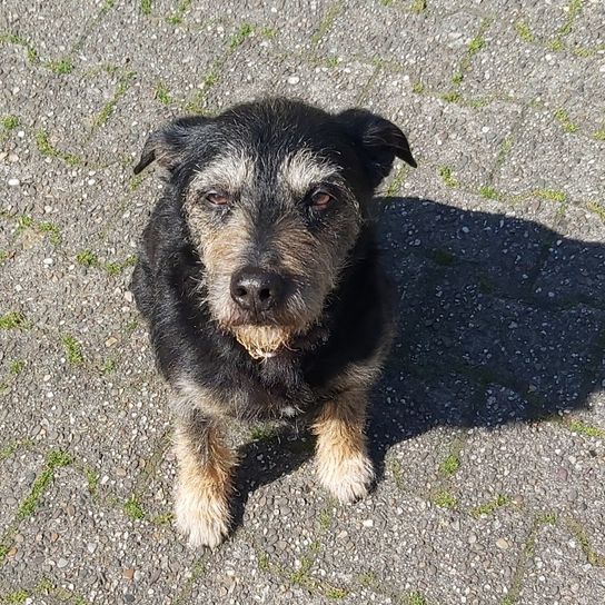 Perro,Raza de perro,Carnívoro,Pasto,Perro de compañía,Animal de trabajo,Animal de campo,Animal terrestre,Terrier,Grupo deportivo,