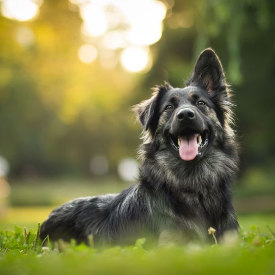 perro pastor alemán negro con una oreja parada Perro, Mamífero, Vertebrado, Raza de perro, Cánido, Carnívoro, Hierba, Raza rara (perro), Grupo deportivo, Raza similar al Pastor de Bohemia, Pastor alemán negro con una sola oreja erguida y una oreja caída