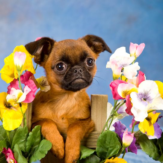 Descripción de la raza Petit Brabançon, cachorro de perro pequeño sin nariz sentada, raza de perro tipo pug de Bélgica, raza de perro belga marrón negro, raza de perro pequeño como perro de compañía, perro de familia, cachorro con flores