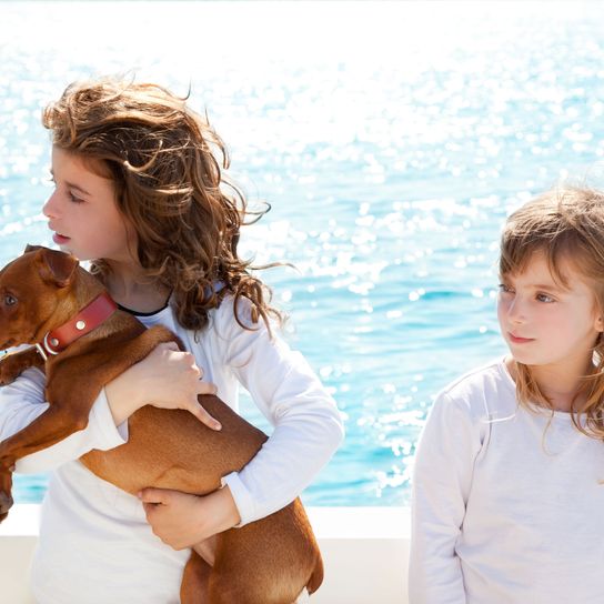 perro, canidae, perro de compañía, diversión, raza de perro, verano, vacaciones con perro, cachorro de pinscher enano con niña en el mar, pequeño perro marrón en el brazo de la familia
