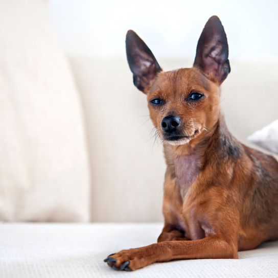 Perro, mamífero, vertebrado, Canidae, raza de perro, Pražský krysařík, carnívoro, Russkiy toy, pinscher enano, perro pequeño y marrón con orejas puntiagudas