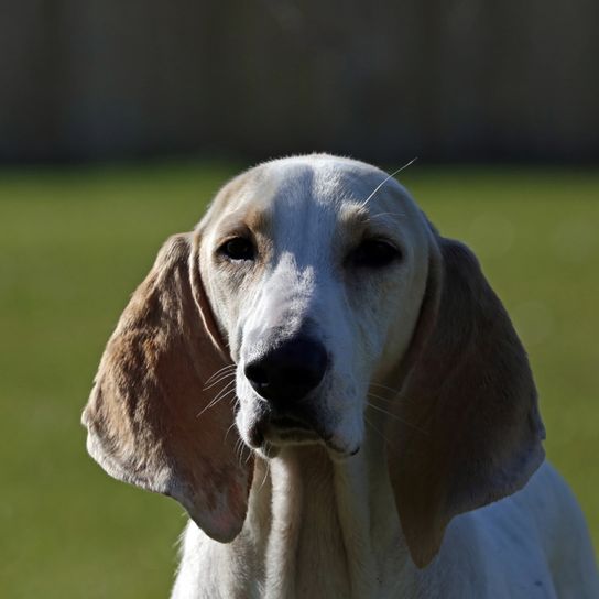Perro Porcelaine de Francia, perro de caza mayor, perro con orejas caídas muy largas, Chien de Franche-Comté, perro blanco de raza mayor