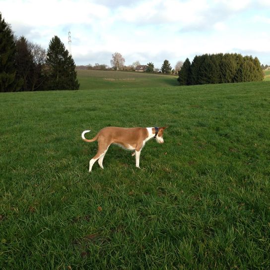 Himmel, Hund, Pflanze, Wolke, Baum, Hunderasse, Fleischfresser, Gras, Rehkitz, Begleithund,