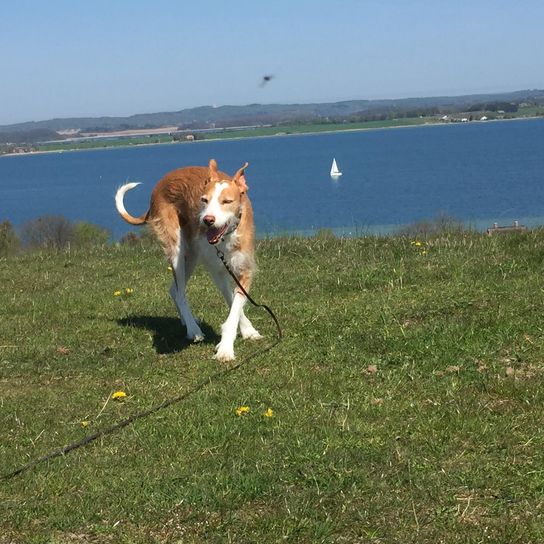 Wasser, Himmel, Hund, See, Fleischfresser, Hunderasse, Gras, Kitz, Wiese, Begleithund,