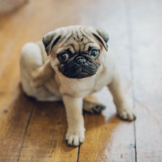 perro, carlino, mamífero, vertebrado, Canidae, raza de perro, piel, perro de compañía, hocico, cachorro, carlino se rasca la parte posterior de la cabeza, raza de tortura porque a menudo tiene problemas respiratorios, perro arrugado