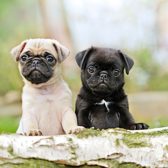 perro, carlino, mamífero, vertebrado, raza de perro, cánido, cachorro, perro de compañía, hocico, carnívoro, pequeño perro carlino claro y un pequeño carlino negro con vientre blanco, cachorro de carlino, cría de tortura