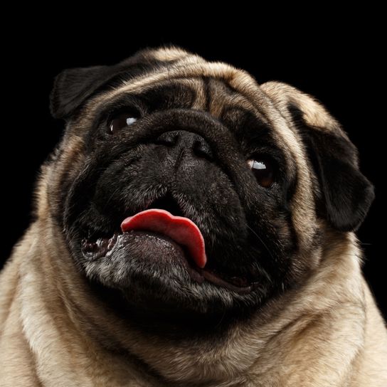 Perro, Pug, vertebrado, raza de perro, Canidae, mamífero, hocico demasiado corto por lo que tortura la cría y a menudo problemas respiratorios en los perros, perro arrugado, piel, carnívoro, sobrepeso en los perros