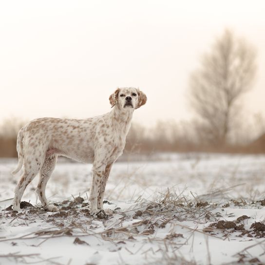 Perro Pointer Inglés en la nieve, raza de perro grande con manchas marrones y orejas caídas