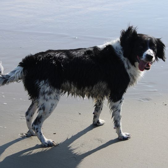 Raza de perro Stabyhoun de HOlland con pelaje blanco y negro similar al Border Collie