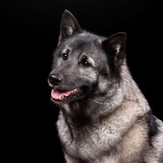 Elkhound noruego gris, perro gris, raza canina de Noruega, perro spitz gris, raza canina escandinava, perro de tamaño medio con pelaje muy largo, pelaje denso y cola enroscada, perro con orejas puntiagudas, perro corredor y de trabajo, raza canina testaruda