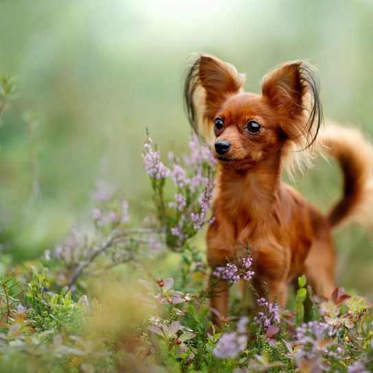 Russkiy Toy rojo marrón acostado sobre un fondo blanco, raza de perro pequeño de Rusia, raza de perro ruso, Terrier, Toy Terrier ruso, orejas colgantes con pelo largo, perro similar a Chihuahua