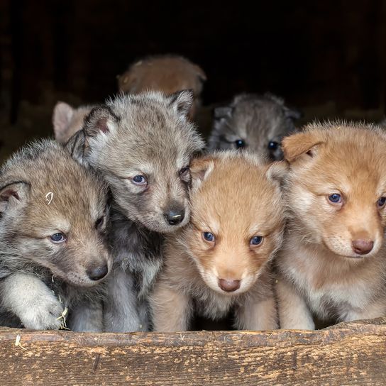 Cachorros de lobo de Saarloos