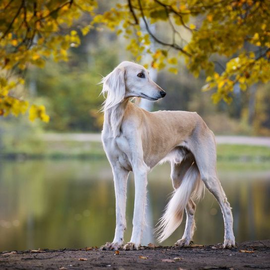 Perro, mamífero, vertebrado, Canidae, raza de perro, whippet, galgo, saluki, carnívoro, perro de barro, raza de perro grande de pelo largo con orejas caídas