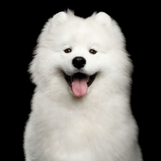 Perro, Mamífero, Vertebrado, Cánido, Samoyedo, Raza de perro, Blanco, Carnívoro, Joven samoyedo ríe, Gran perro blanco con mucho pelo, pelaje largo y orejas puntiagudas