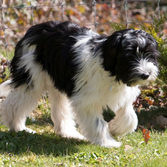 Schapendoes cachorro negro blanco