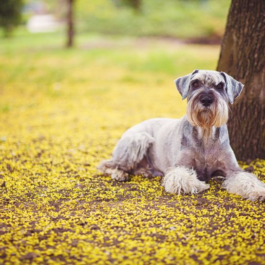 Perro, mamífero, vertebrado, raza de perro, Canidae, carnívoro, schnauzer gigante recién esquilado, Recién llegado de la peluquería canina, schnauzer con corte de pelo, perro schnauzer gris tumbado en el suelo de hojas en otoño