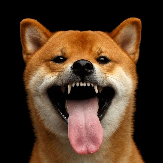 perro, mamífero, vertebrado, raza de perro, Canidae, Shiba inu, expresión facial, carnívoro, perro similar al Akita inu, cara de un Shiba con la lengua fuera y mostrando los dientes, mordedura de perro, perro rojo con orejas puntiagudas