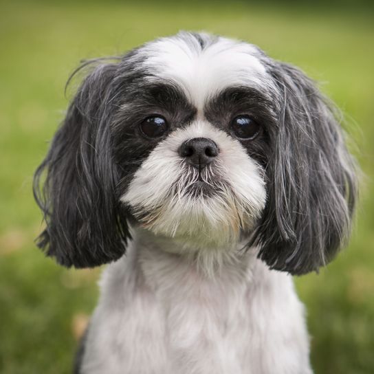 Perro, mamífero, vertebrado, raza de perro, Canidae, Shih tzu blanco y negro aseado, perro de compañía, hocico, carnívoro, perro parecido al león, perro principiante, perro de menos de 10 kg, tiende al sobrepeso