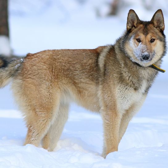 Perro parecido al lobo, Husky de Rusia, Laika de Siberia Occidental, Perro rojo de caza, Perro que aguanta bien el frío, Perro de pelo grueso, Perro con la cola enroscada, Orejas puntiagudas en el perro, Perro al que le gusta la nieve