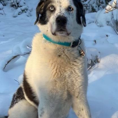 Schnee,Hund,Fleischfresser,Hunderasse,Rehkitz,Begleithund,Gefrieren,Schnauze,Winter,Pflanze,