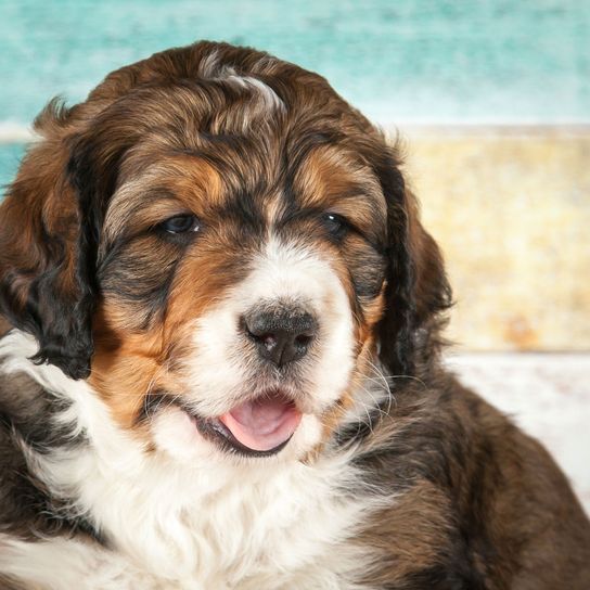 Perro, Mamífero, Vertebrado, Raza de perro, Canidae, Carnívoro, Cachorro, Perro de compañía, Grupo deportivo, bernedoodle moteado sentado frente a la pared de madera con la boca abierta