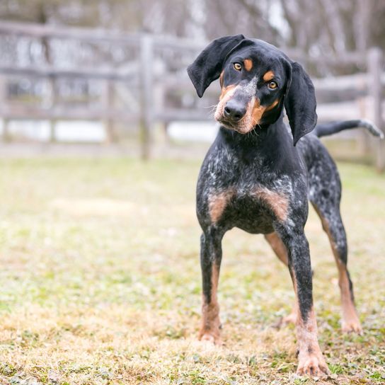 Perro, mamífero, vertebrado, raza de perro, Canidae, carnívoro, perro de caza, canino, raza rara (perro), Bluetick Coonhound manchado de pie con la cabeza inclinada