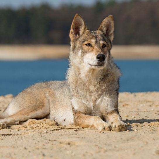 mamífero, perro, vertebrado, Canidae, carnívoro, lobero, raza de perro, Tamaskan tumbado en la arena frente a la masa de agua