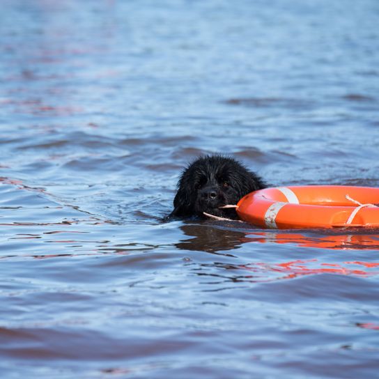 Agua, Cinturón salvavidas, Chaleco salvavidas, Grupo deportivo, Descanso, Recreación, Canidae, Raza de perro, Incluso un Terranova puede nadar, Al perro negro y grande con pelaje largo le encanta estar en el agua