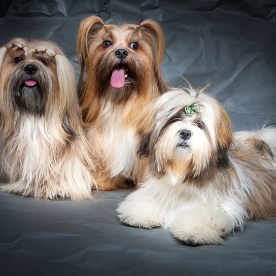 Descripción de la raza del Lhasa Apso, aquí en la foto se pueden ver tres Lhasa Apso con peinado, perro con coletas, perro con pelo muy largo para principiantes, perro pequeño para principiantes