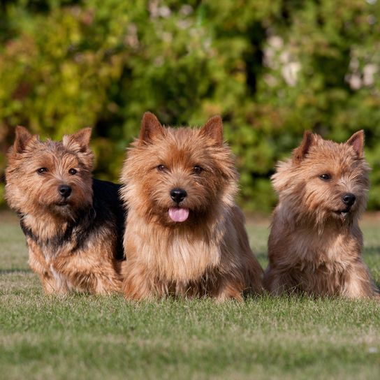 Perros sentados en la hierba, tres perros Norwich Terrier de aspecto muy similar al Norfolk Terrier, perro con las orejas paradas