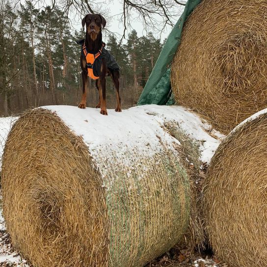 Menschen in der Natur,Schnee,Himmel,Baum,Gras,Holz,Gehölz,Landwirtschaft,Heu,Naturlandschaft,