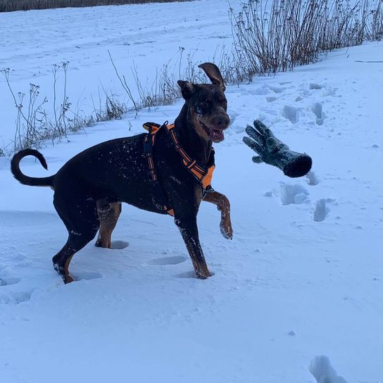 Hund,Schnee,Hunderasse,Fleischfresser,Halsband,Pflanze,Kitz,Hundehalsband,Schwanz,Hundezubehör,