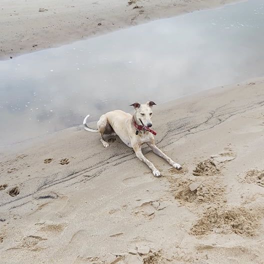 Hund,Wasser,Strand,Fleischfresser,Kitz,Hunderasse,Sand,Halsband,Arbeitstier,Schwanz,