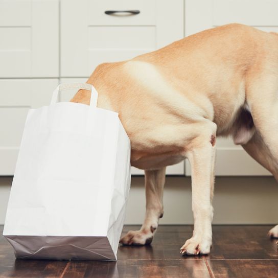 perro amarillo cavando en un saco Blanco, Suelo, Canidae, Hocico, Perro, Raza de perro, Habitación, Pata, Suelo, Madera dura, Labrador retriever hurga en la bolsa de la compra, Perro amarillo grande