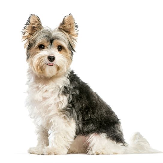 Perro, mamífero, vertebrado, raza de perro, Canidae, Yorkshire Terrier, perro que parece cachorro, Biewer Terrier, carnívoro, perro de compañía, perro pequeño gris y blanco, esquilado, perro con orejas puntiagudas