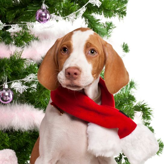 Gros plan sur Braque Saint-Germain chiot, 3 mois, avec des cadeaux de Noël sur fond blanc