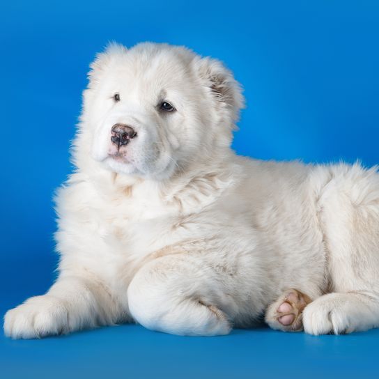 Chien de berger d'Asie centrale sur fond bleu