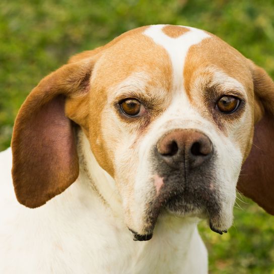 Portrait animal d'un chien triste sur fond vert. Braque Saint Germain.