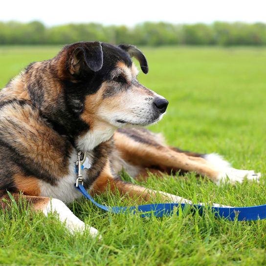 Un chien croisé berger allemand-border-collie âgé de 11 ans est allongé dehors dans l'herbe, tenu en laisse. Un chien croisé berger allemand-border-collie âgé de 11 ans est allongé dehors dans l'herbe, tenu en laisse.